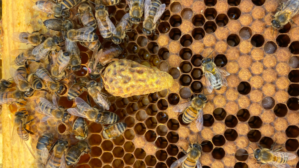 Пчели, но пък с юридически права: Прецед...