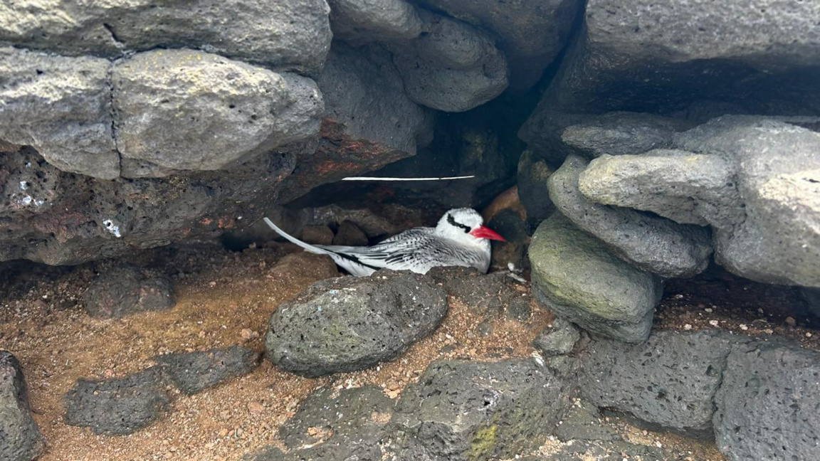 На островите Галапагос животните са по-важни от хората 